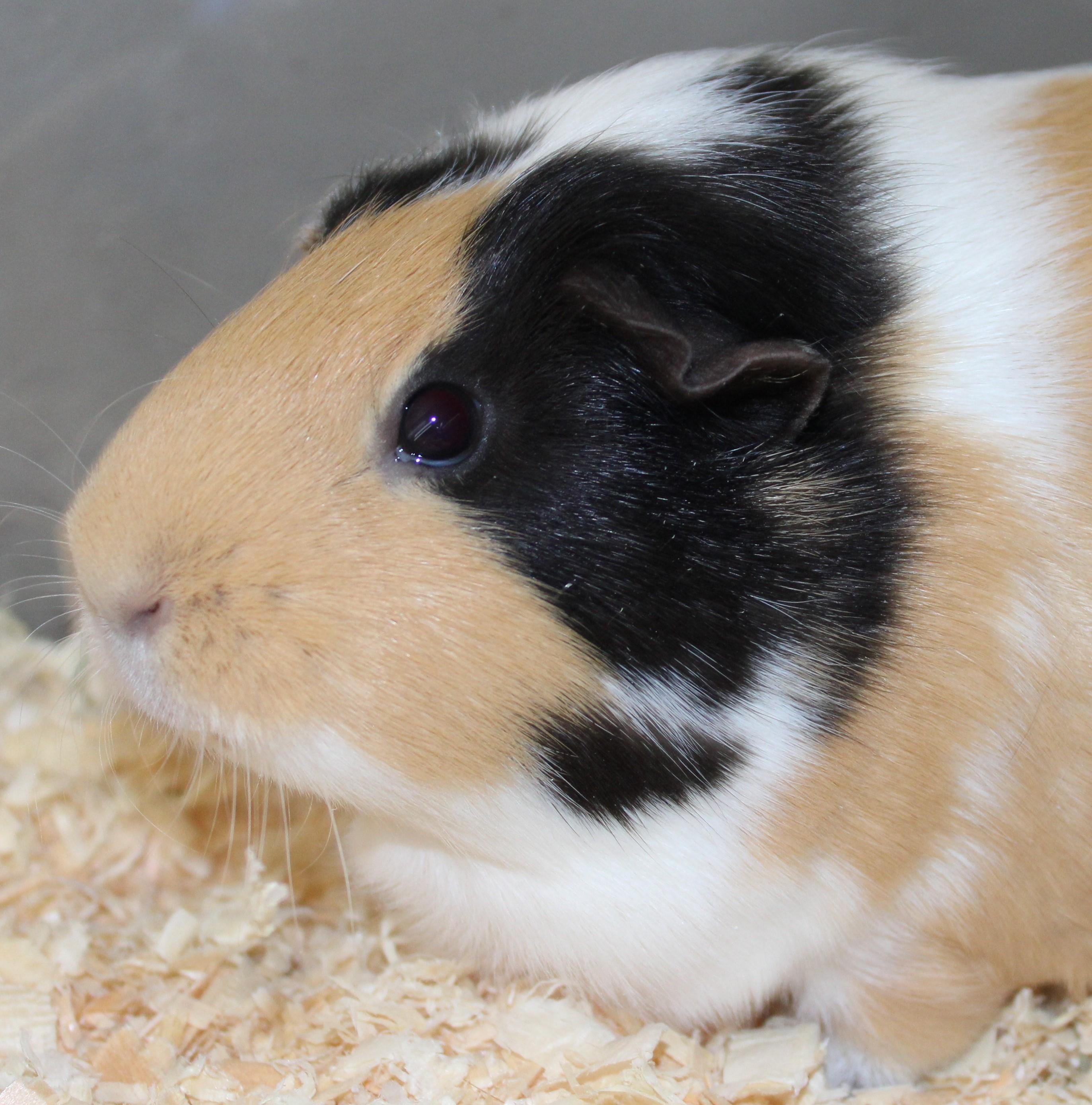 Enlarge Bobo, an adopted Guinea Pig in Mississauga, ON image 5/5