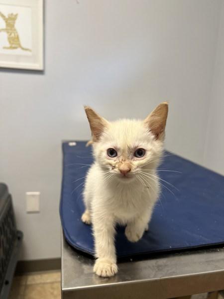 Toyota, Adoptable, Young Male Domestic Short Hair.