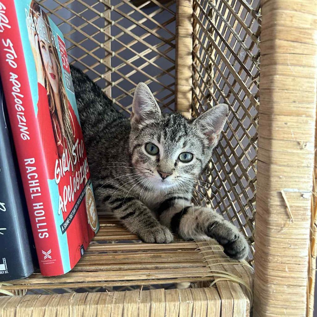 Enlarge Bananas in Pajamas, a Adoptable Domestic Short Hair in Charlottesville, VA image 1/5