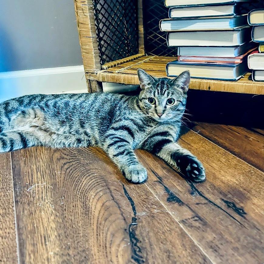 Enlarge Bananas in Pajamas, a Adoptable Domestic Short Hair in Charlottesville, VA image 2/5