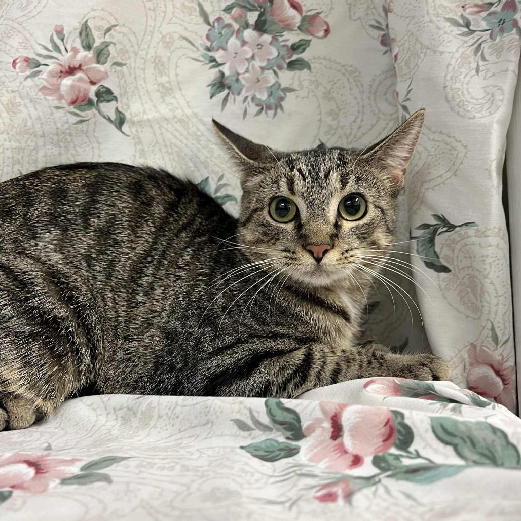 Enlarge Bananas in Pajamas, a Adoptable Domestic Short Hair in Charlottesville, VA image 3/5