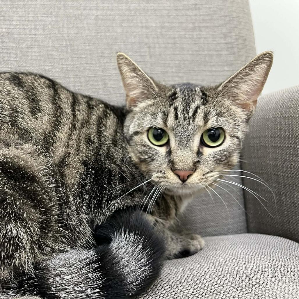 Enlarge Bananas in Pajamas, a Adoptable Domestic Short Hair in Charlottesville, VA image 4/5
