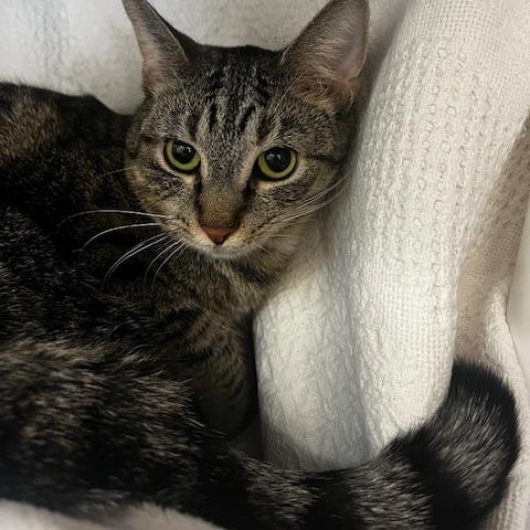 Enlarge Bananas in Pajamas, a Adoptable Domestic Short Hair in Charlottesville, VA image 5/5