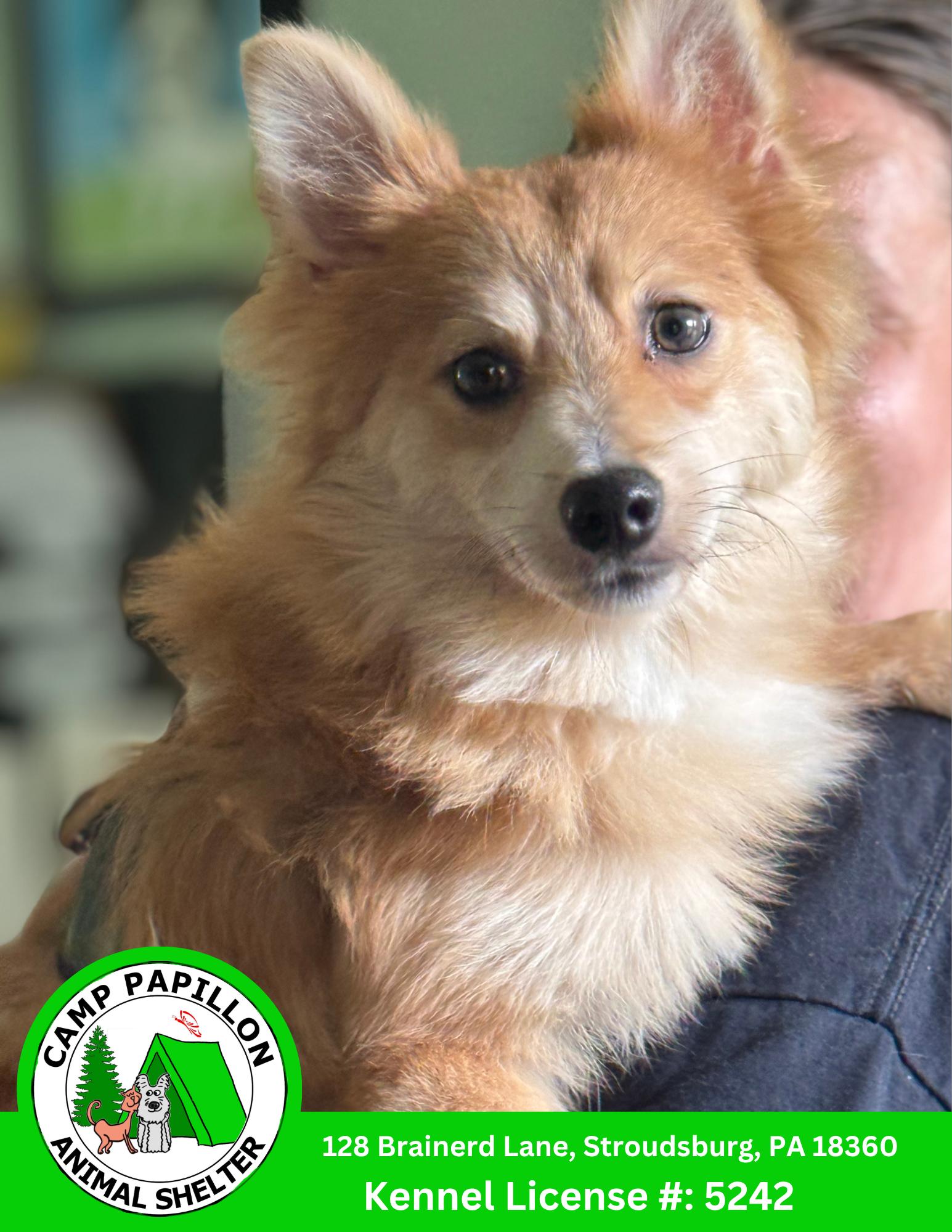 Baby, Adopted, Young Male Pomeranian.