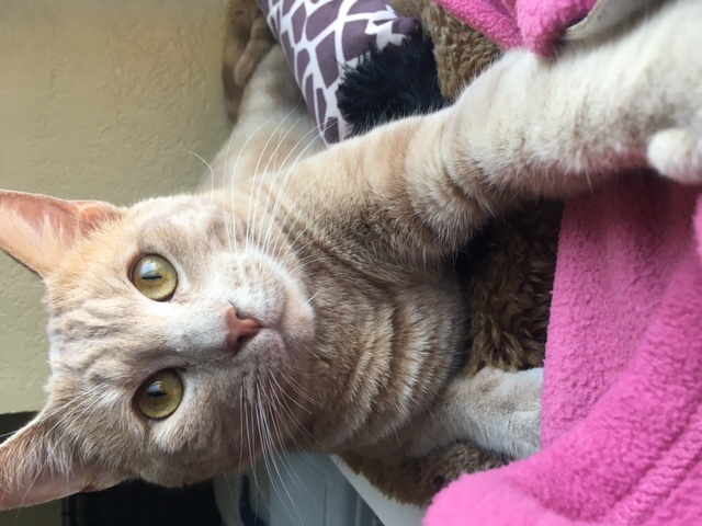 Turner, Adoptable, Adult Male Tabby.