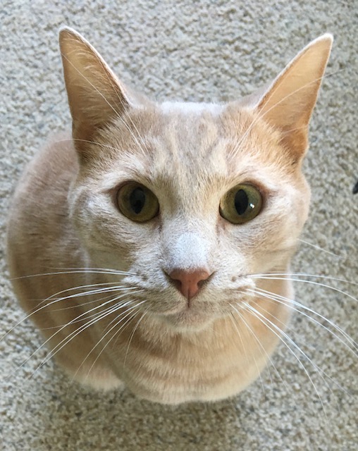 Enlarge Turner, a Adoptable Tabby in Lodi, CA image 4/5