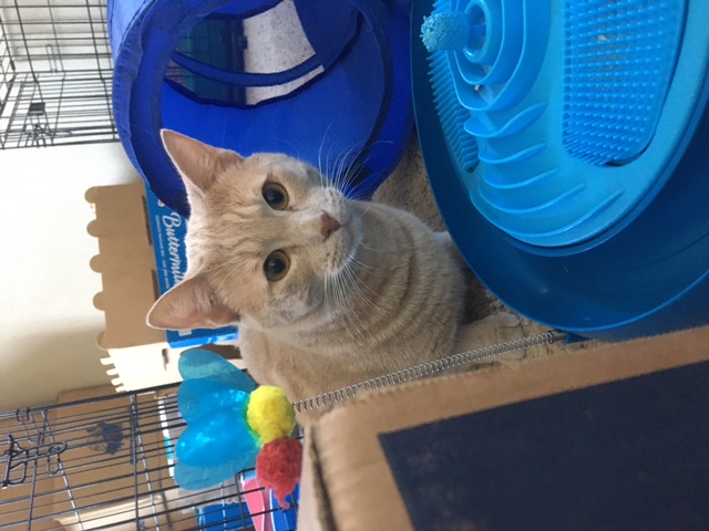 Enlarge Turner, a Adoptable Tabby in Lodi, CA image 5/5