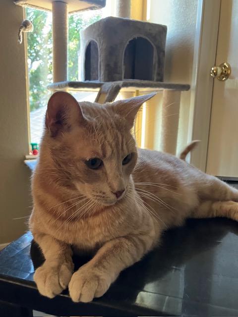 Enlarge Turner, a Adoptable Tabby in Lodi, CA image 3/5