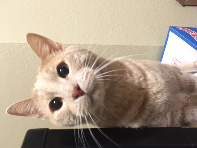 Enlarge Turner, a Adoptable Tabby in Lodi, CA image 2/5