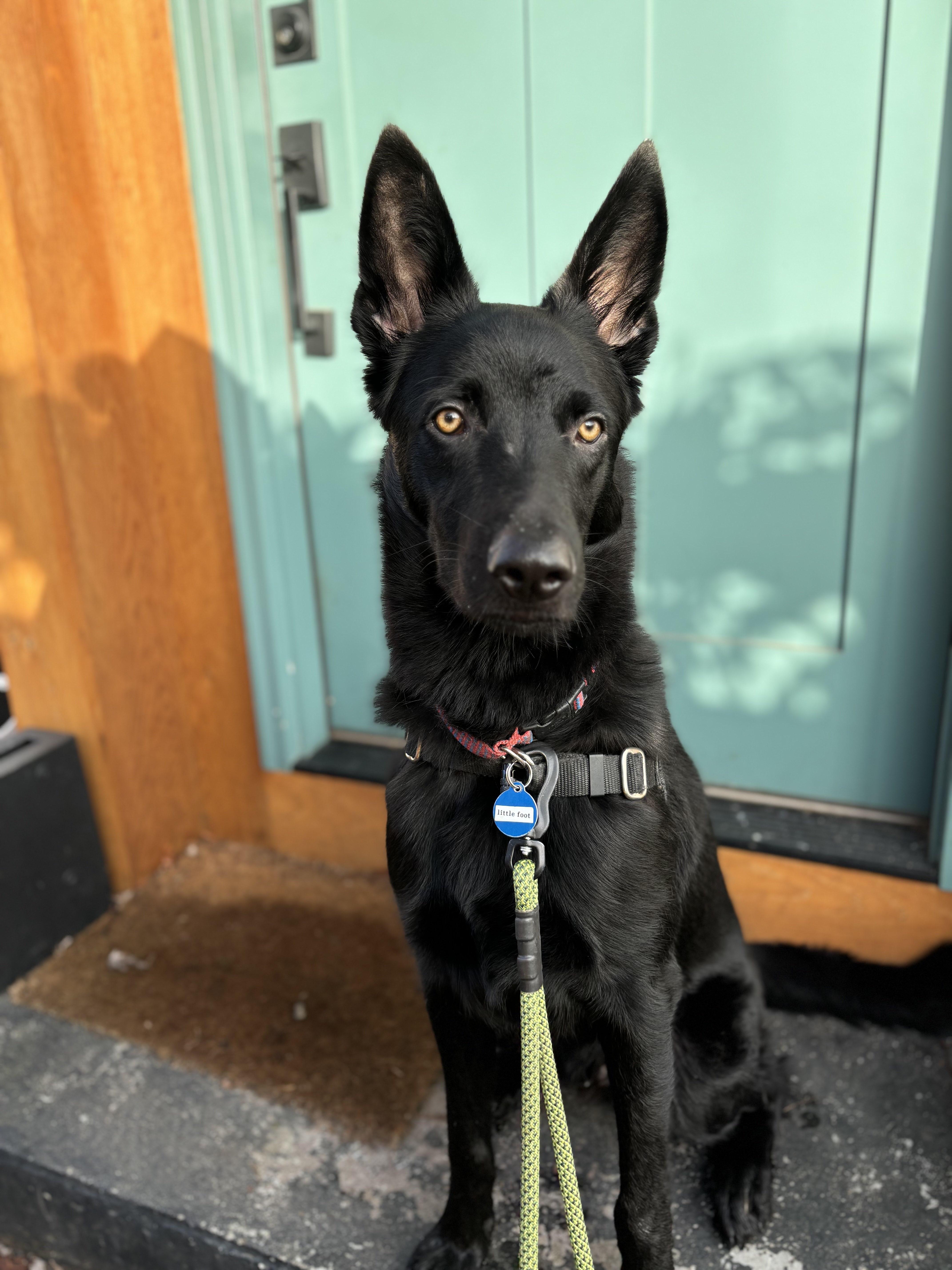 Little Foot, a Adoptable mixed breed in Seattle, WA image 3/6