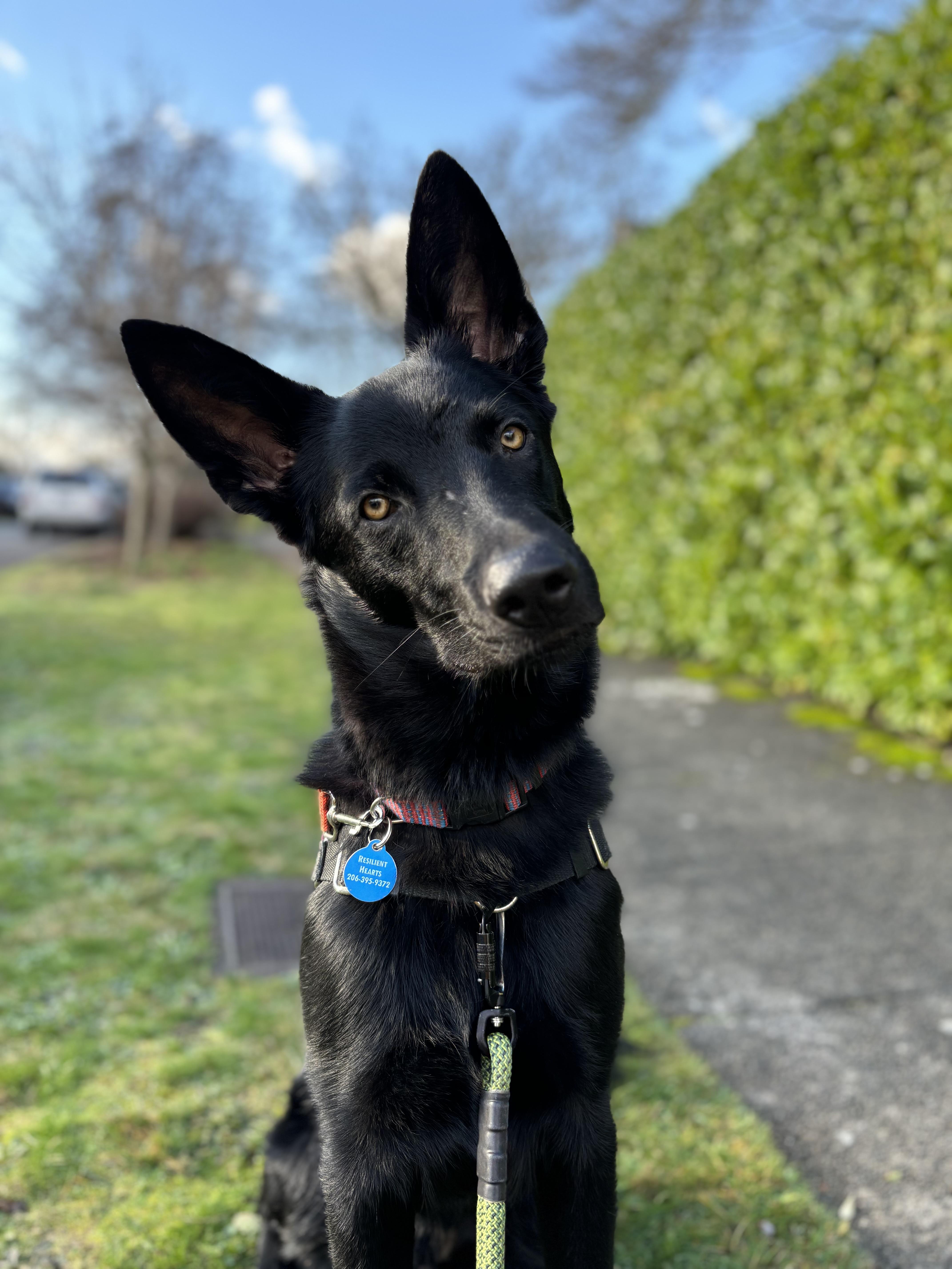 Little Foot, a Adoptable mixed breed in Seattle, WA image 5/6