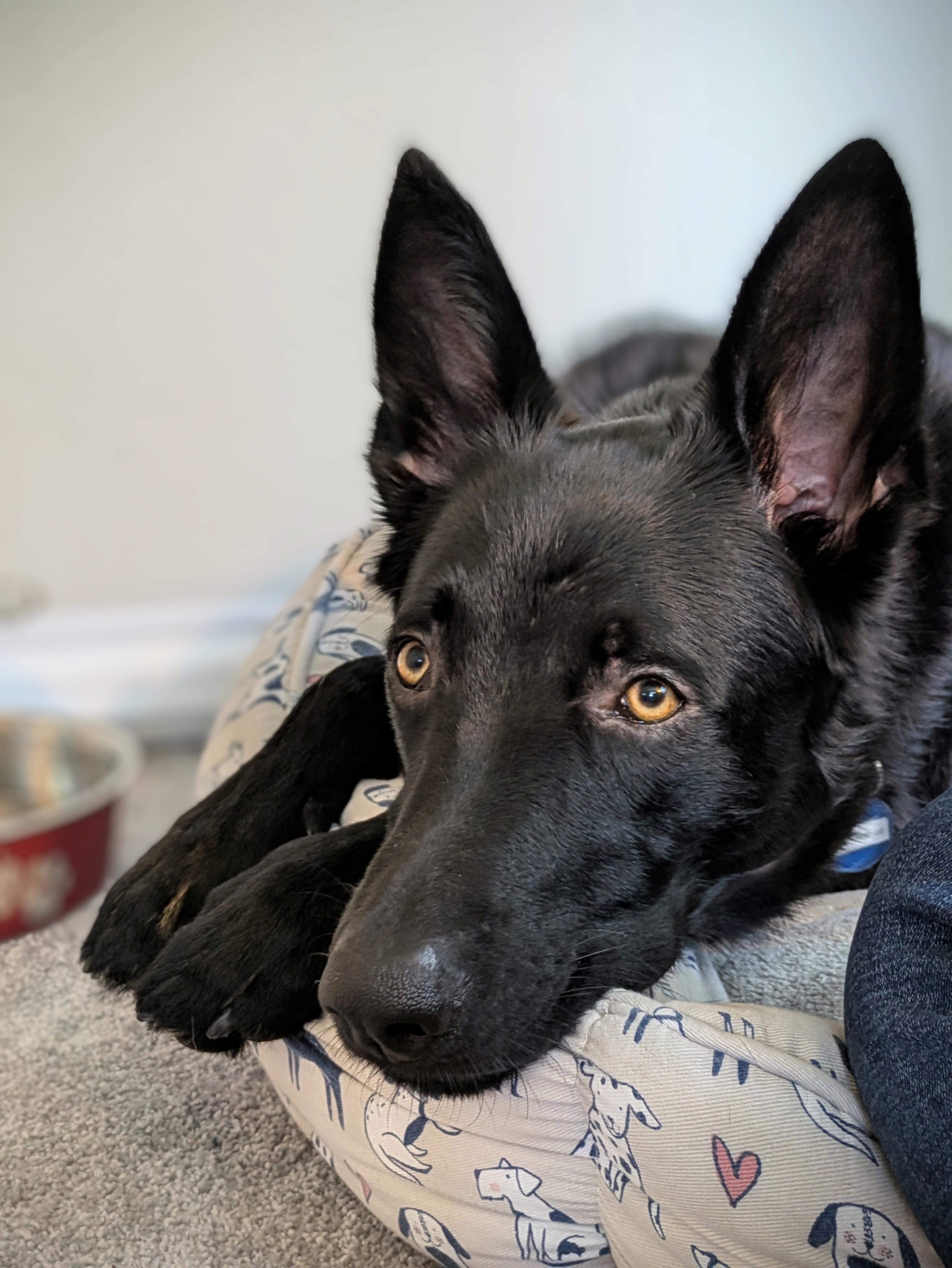 Little Foot, a Adoptable mixed breed in Seattle, WA image 6/6