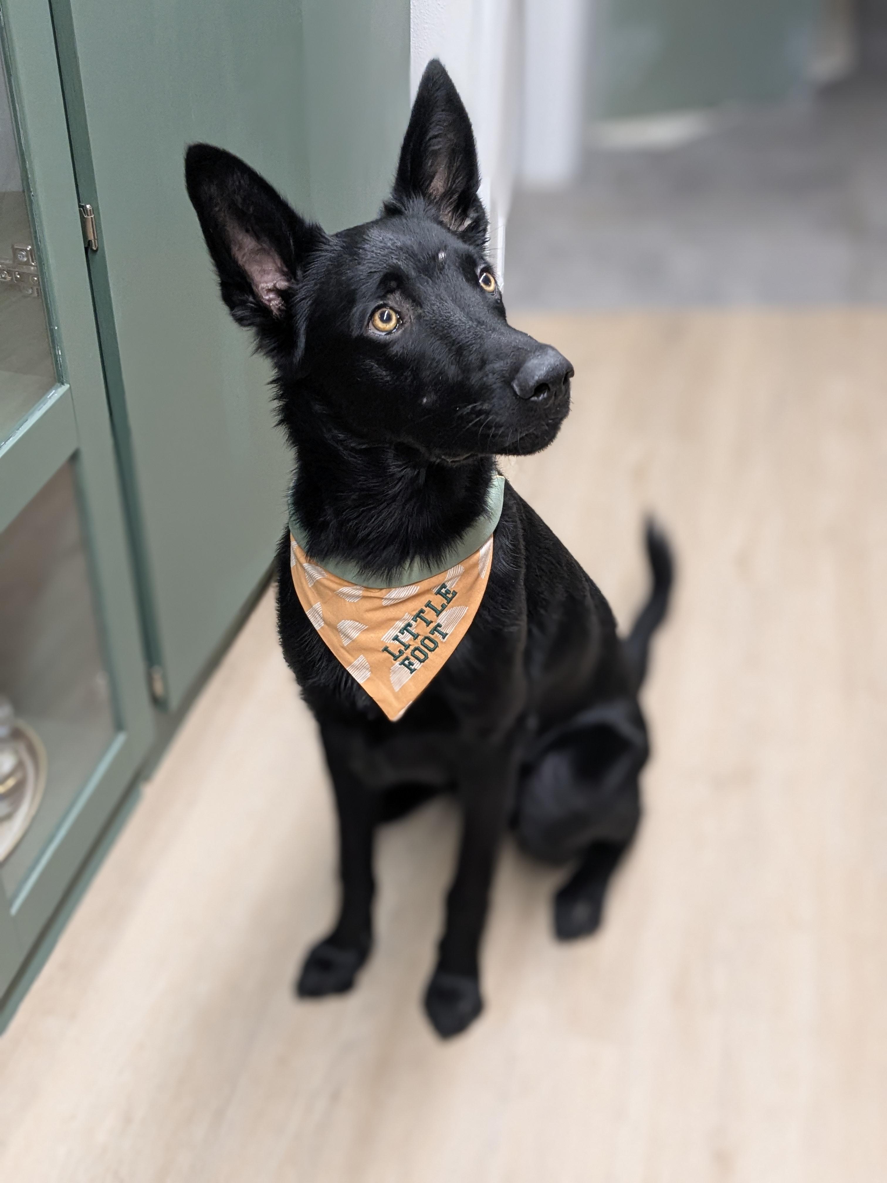 Little Foot, an adoptable German Shepherd Dog, Australian Cattle Dog / Blue Heeler in Seattle, WA, 98115 | Photo Image 2