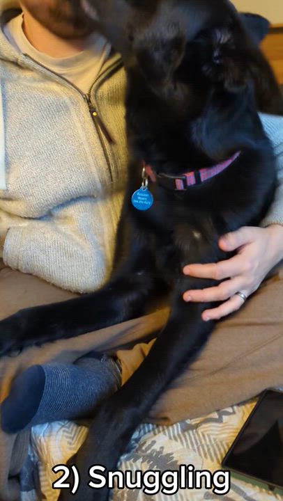 Enlarge Little Foot, a Adoptable mixed breed in Seattle, WA video 4/6