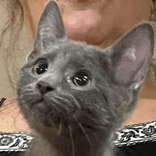 Enlarge Montana, a Adopted Domestic Short Hair in Andover, CT image 1/1