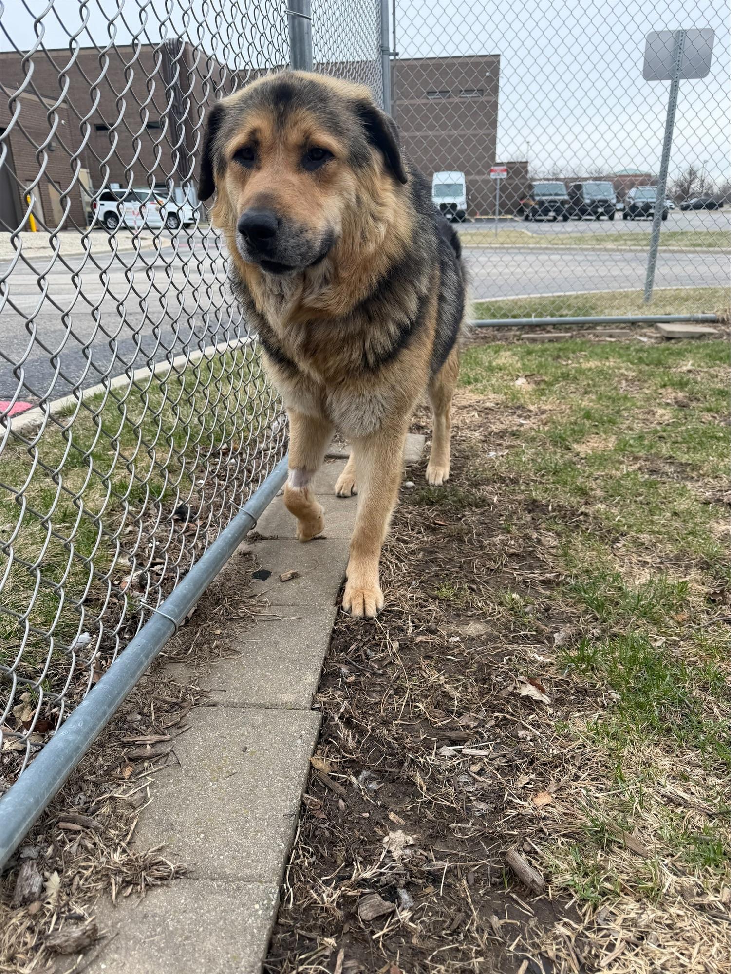 Enlarge Junior, a ADOPTABLE mixed breed in Yorkville, IL image 2/2
