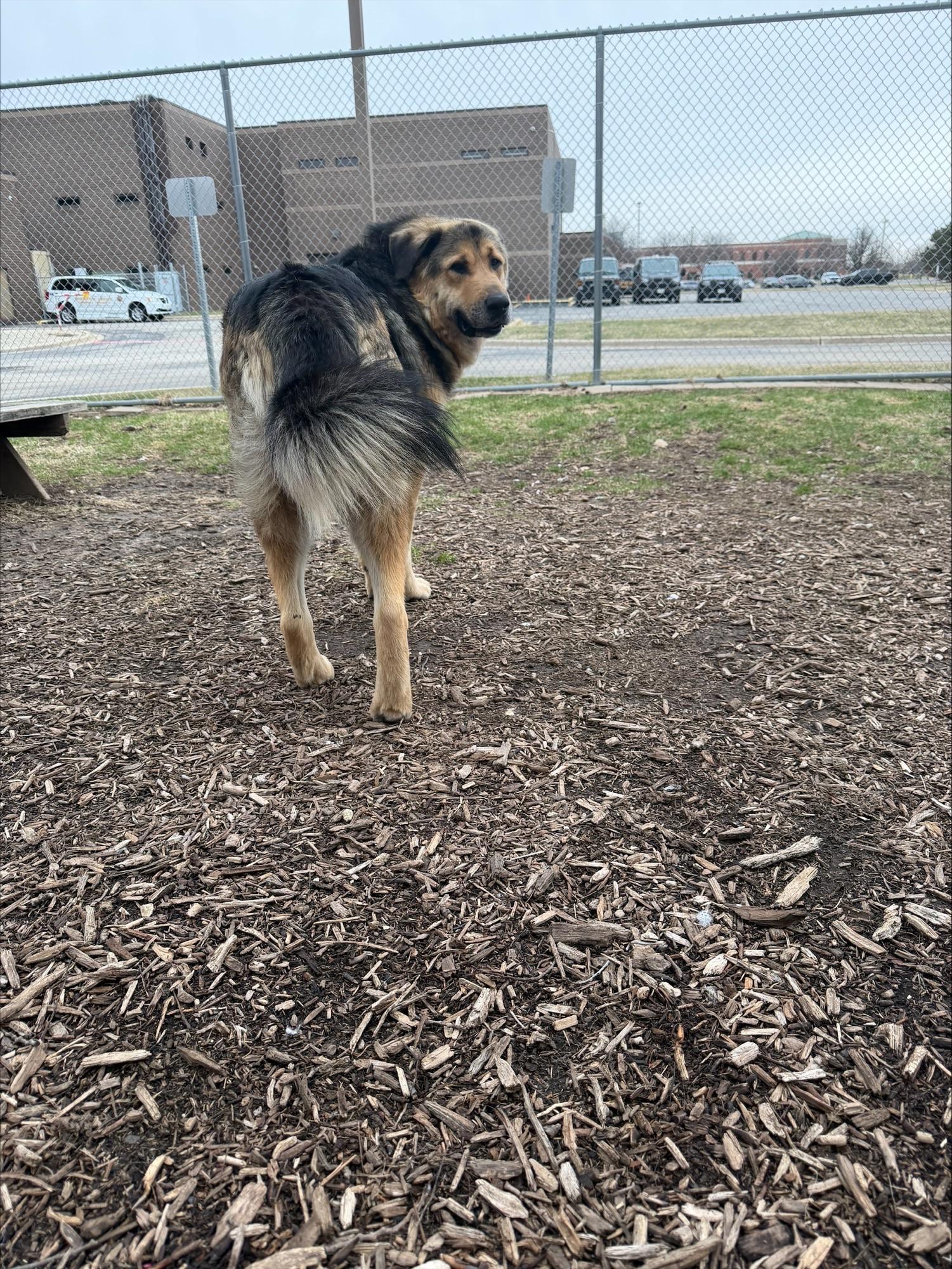Enlarge Junior, a ADOPTABLE mixed breed in Yorkville, IL image 1/2