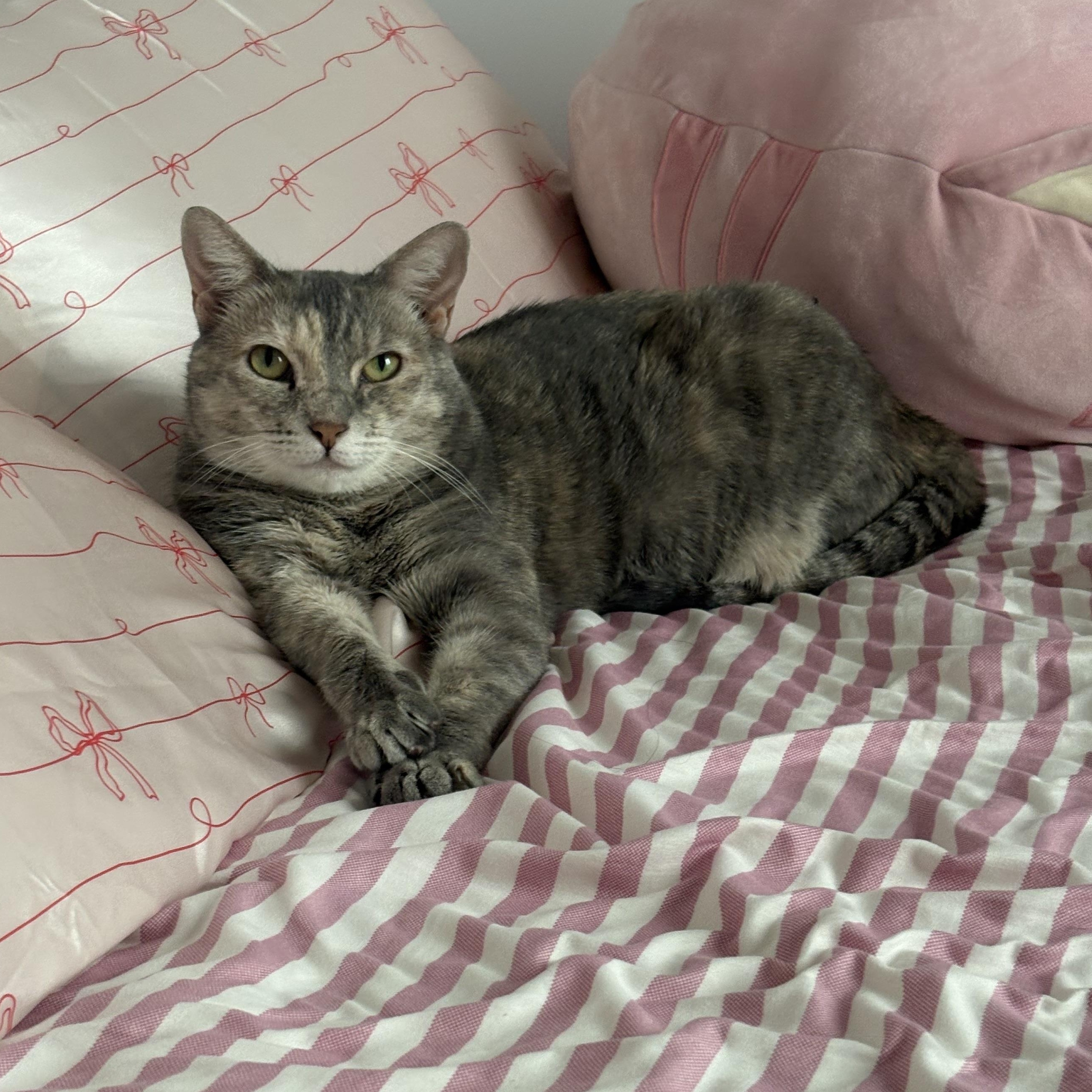 Solange the sweetie!, a Adoptable Domestic Short Hair in New Haven, CT image 4/6