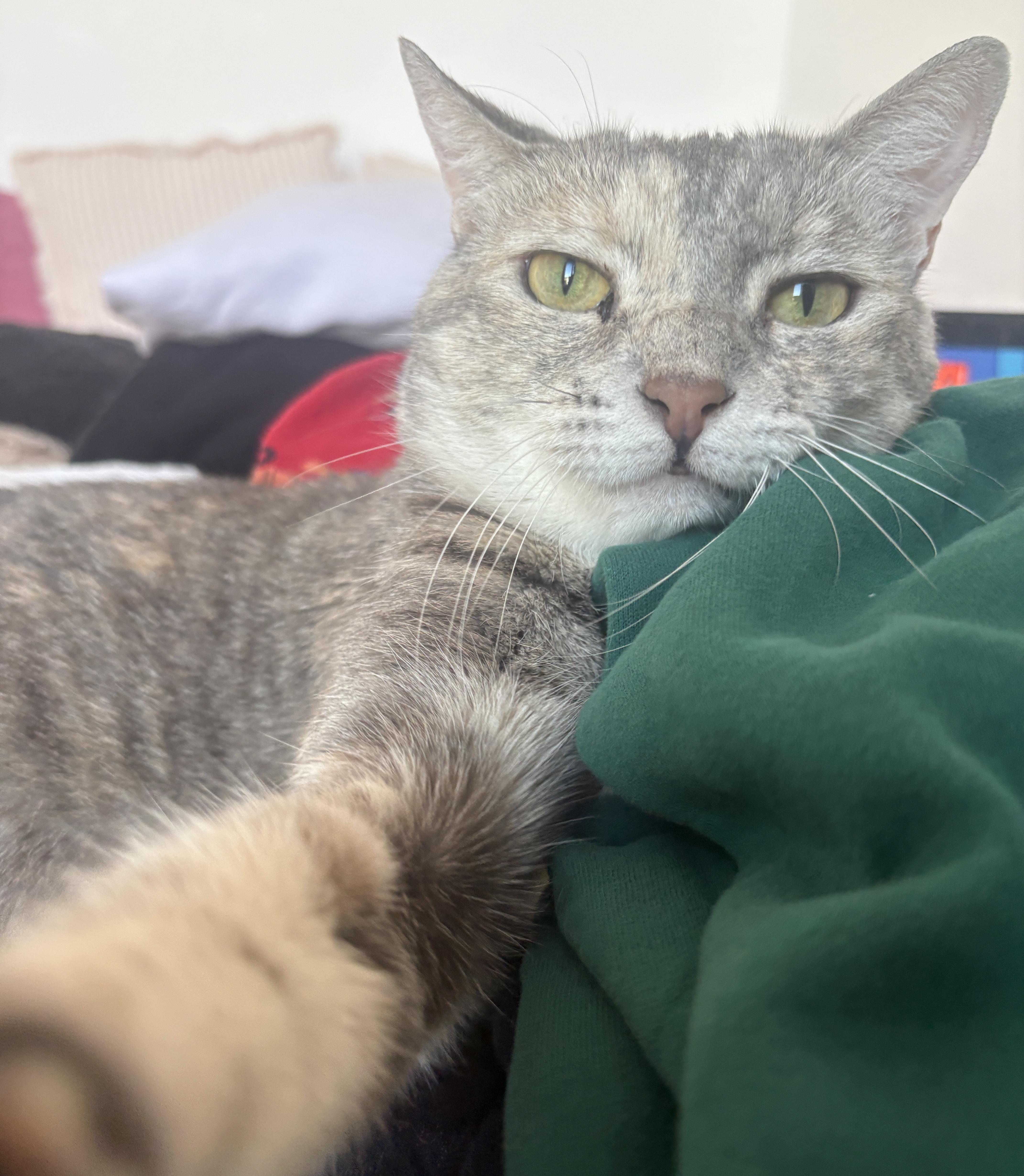 Solange the sweetie!, a Adoptable Domestic Short Hair in New Haven, CT image 1/6