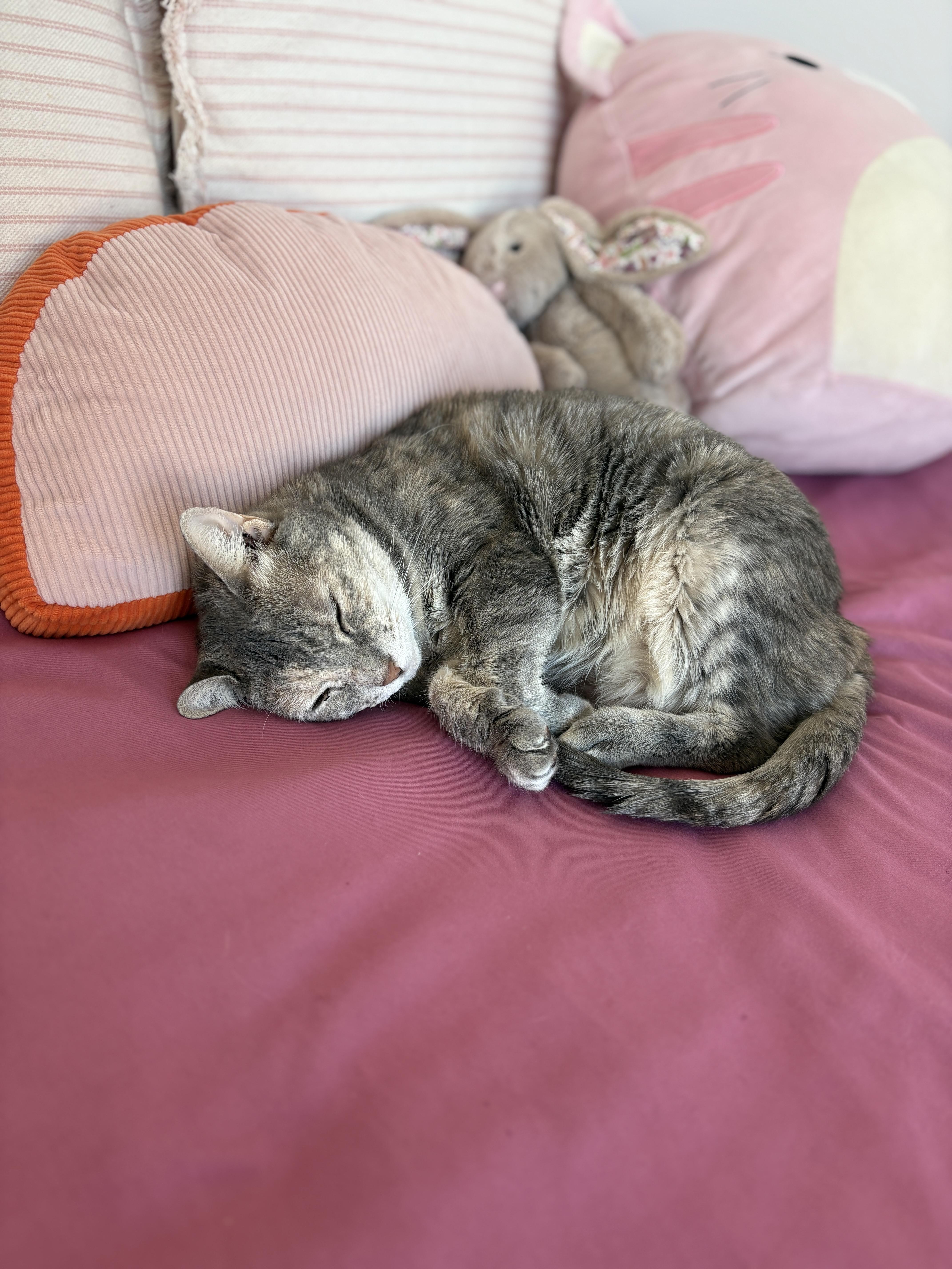 Solange the sweetie!, a Adoptable Domestic Short Hair in New Haven, CT image 5/6