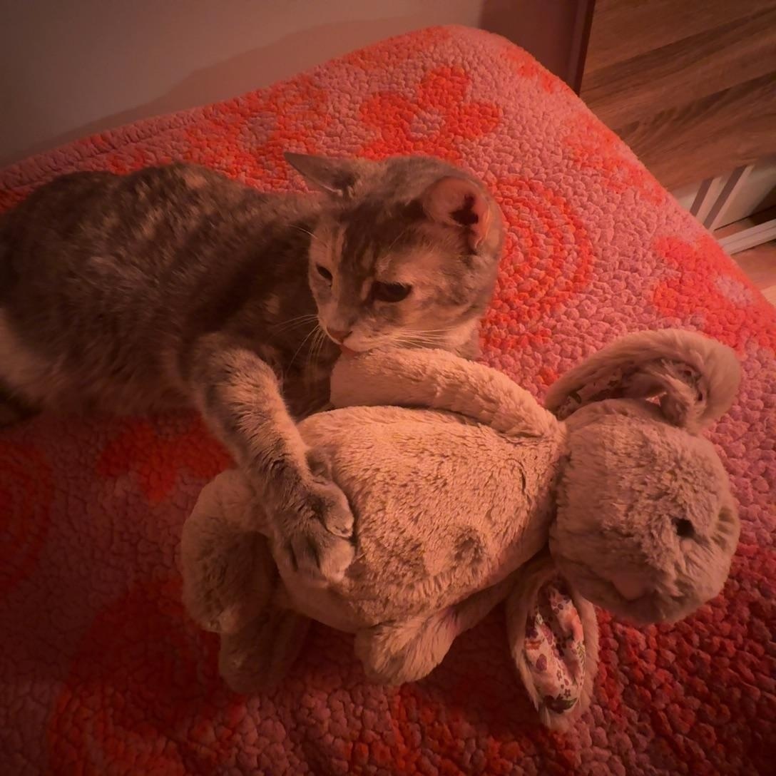 Solange the sweetie!, a Adoptable Domestic Short Hair in New Haven, CT image 6/6