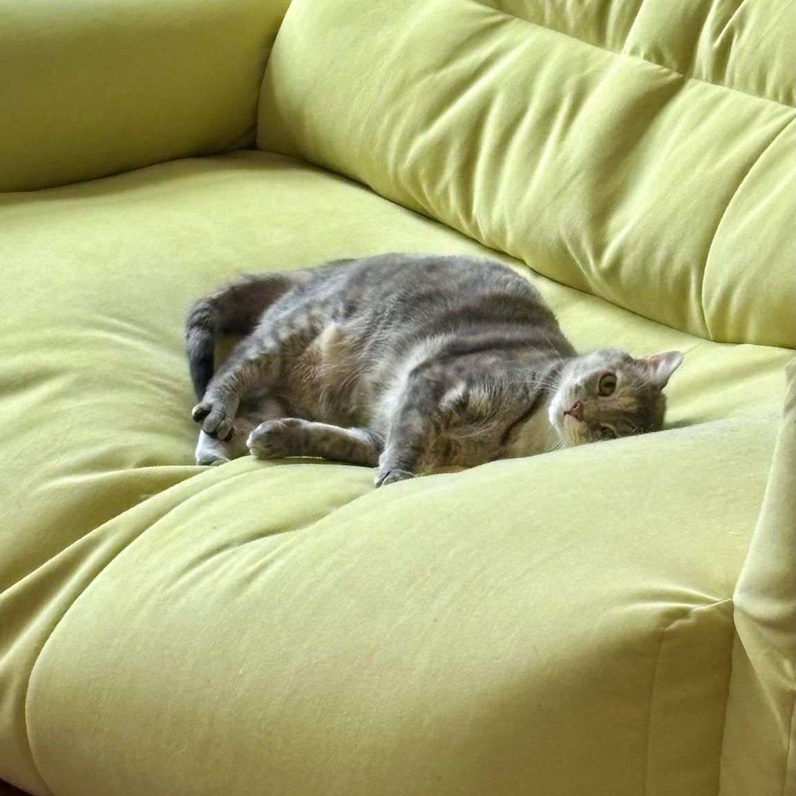 Enlarge Solange the sweetie!, a Adoptable Domestic Short Hair in New Haven, CT image 2/6