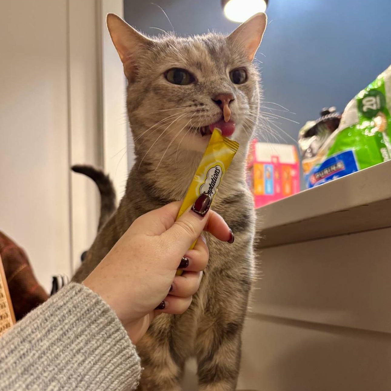 Enlarge Solange the sweetie!, a Adoptable Domestic Short Hair in New Haven, CT image 1/6