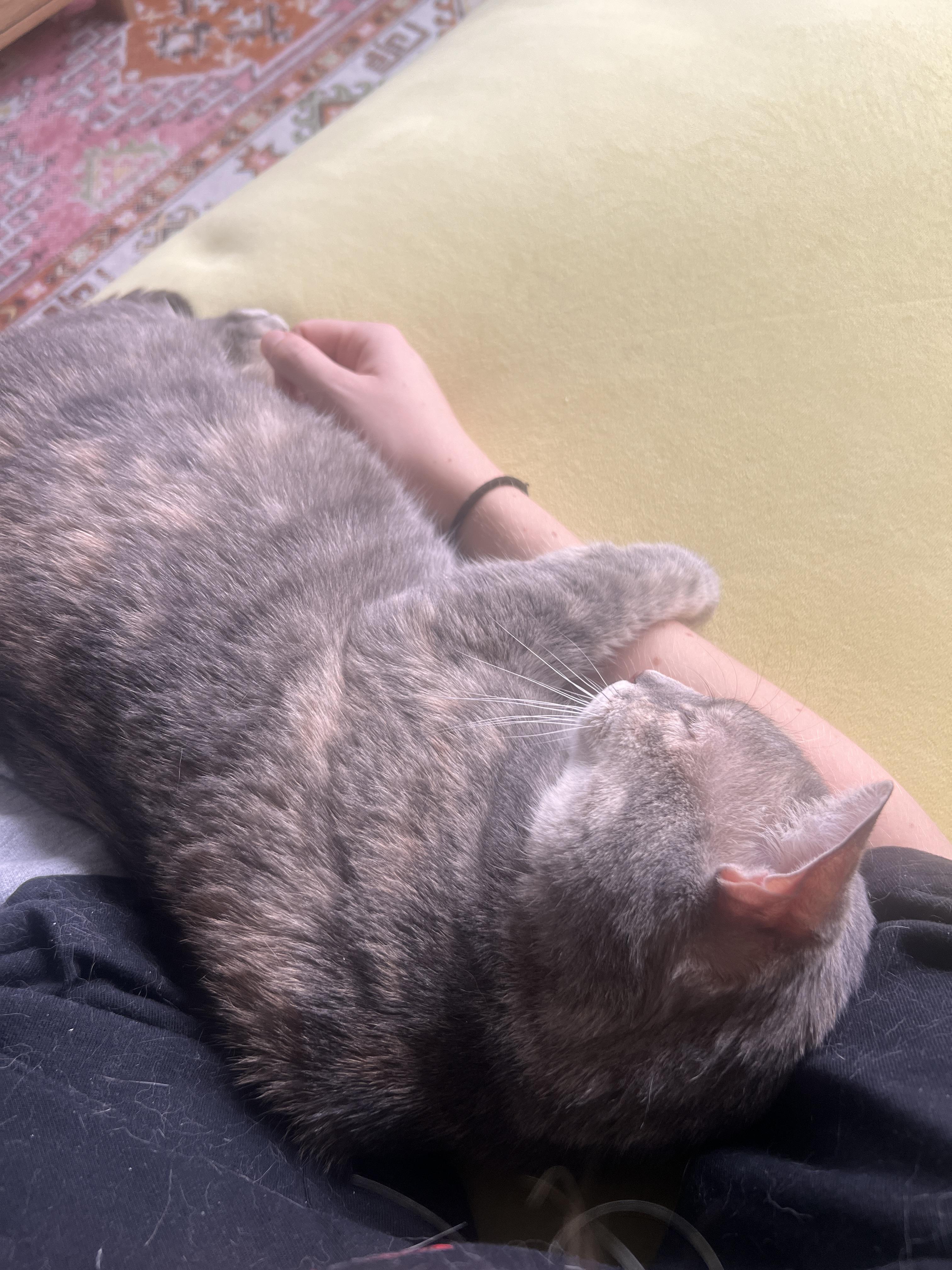 Solange the sweetie!, a Adoptable Domestic Short Hair in New Haven, CT image 2/6