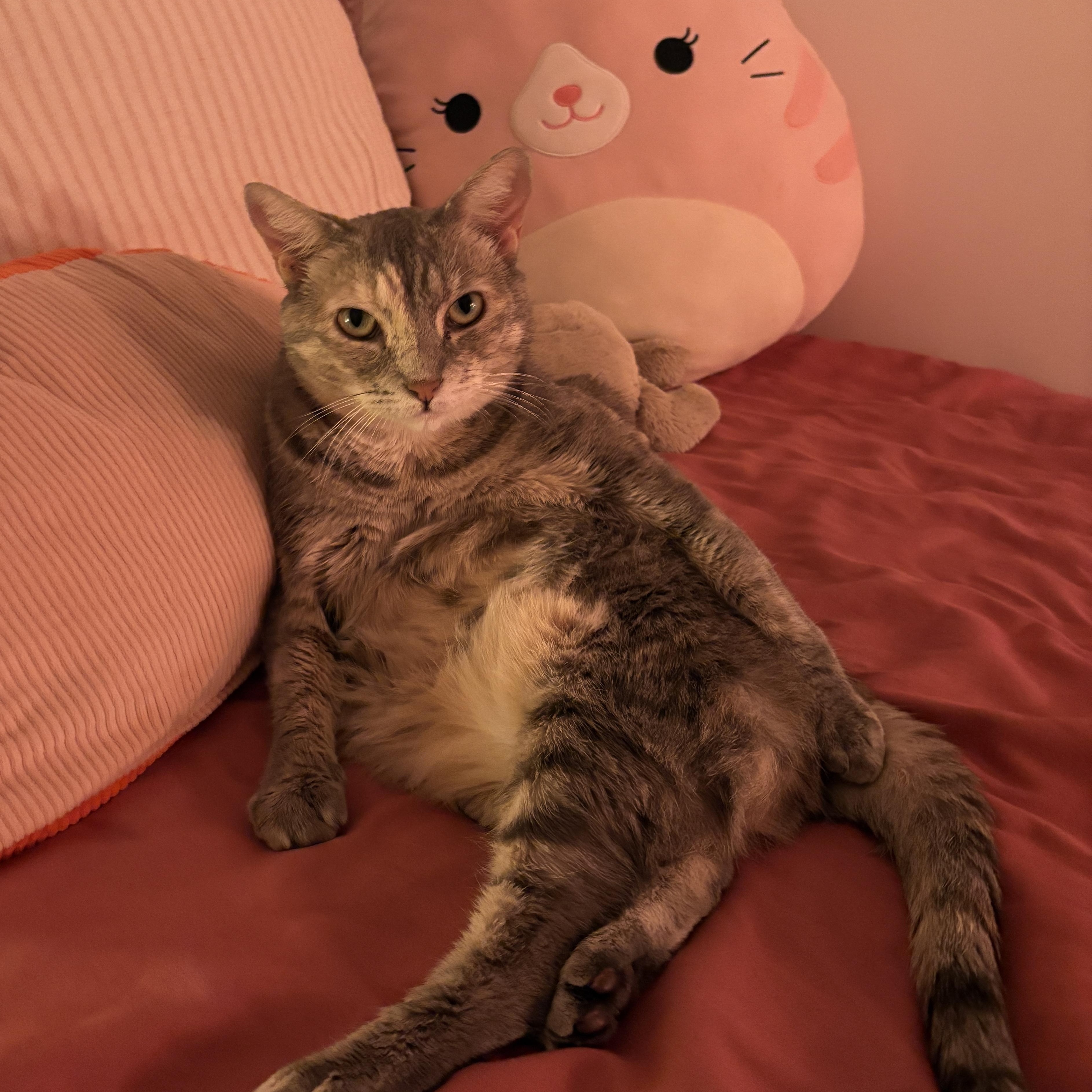 Solange the sweetie!, a Adoptable Domestic Short Hair in New Haven, CT image 3/6