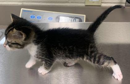 Enlarge Loolee, a Adoptable mixed breed in Gray, LA image 1/3