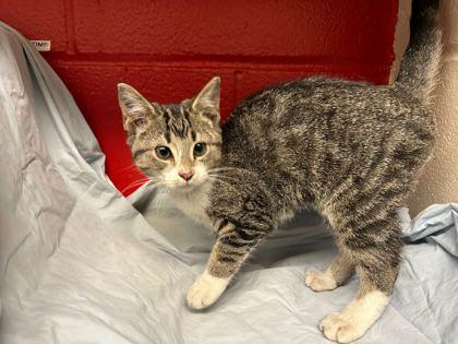 Loolee, Adoptable, Kitten Female Domestic Short Hair & Domestic Short Hair.