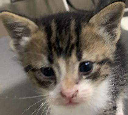 Loolee, Adoptable, Kitten Female Domestic Short Hair & Domestic Short Hair.