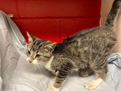 Enlarge Loolee, a Adoptable mixed breed in Gray, LA image 2/3