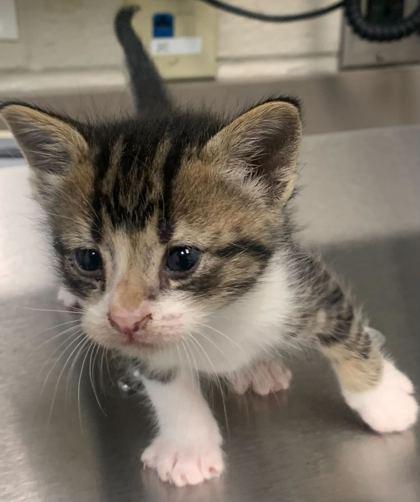 Enlarge Loolee, a Adoptable mixed breed in Gray, LA image 3/3