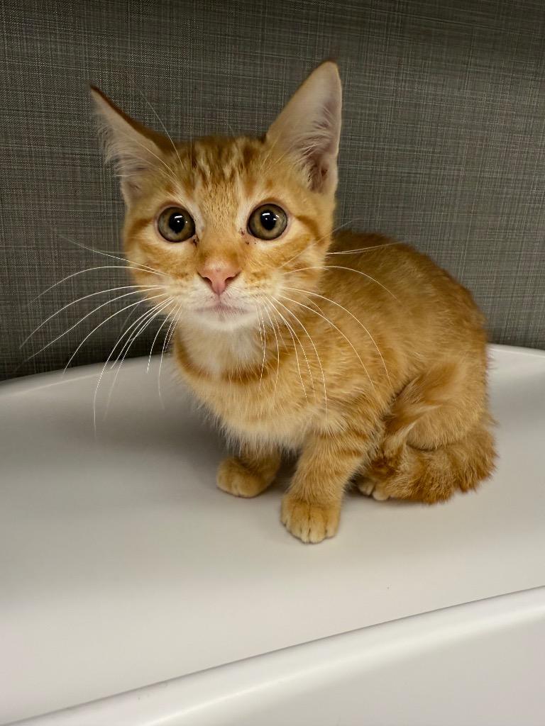 Sonny, Adopted, Kitten Male Domestic Short Hair.