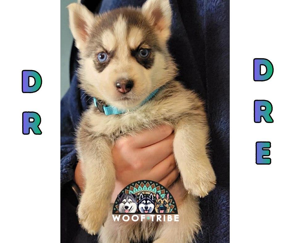 💙🎤 DR. DRE 🎤💚, ADOPTABLE, Puppy Male Siberian Husky.