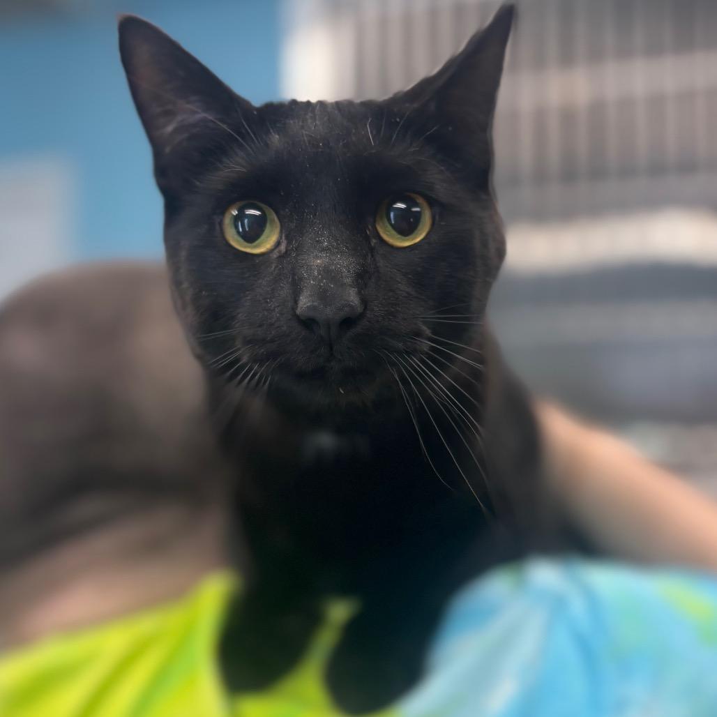 Enlarge Blackjack, a Adoptable Domestic Short Hair in Belleville, IL image 1/1