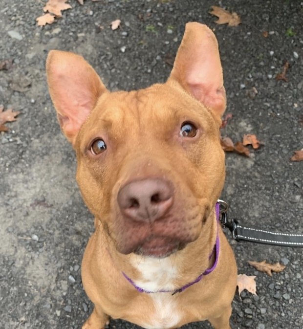 Enlarge GINGER ~ in a foster home, a Adopted Pit Bull Terrier in Grafton, WV image 2/6