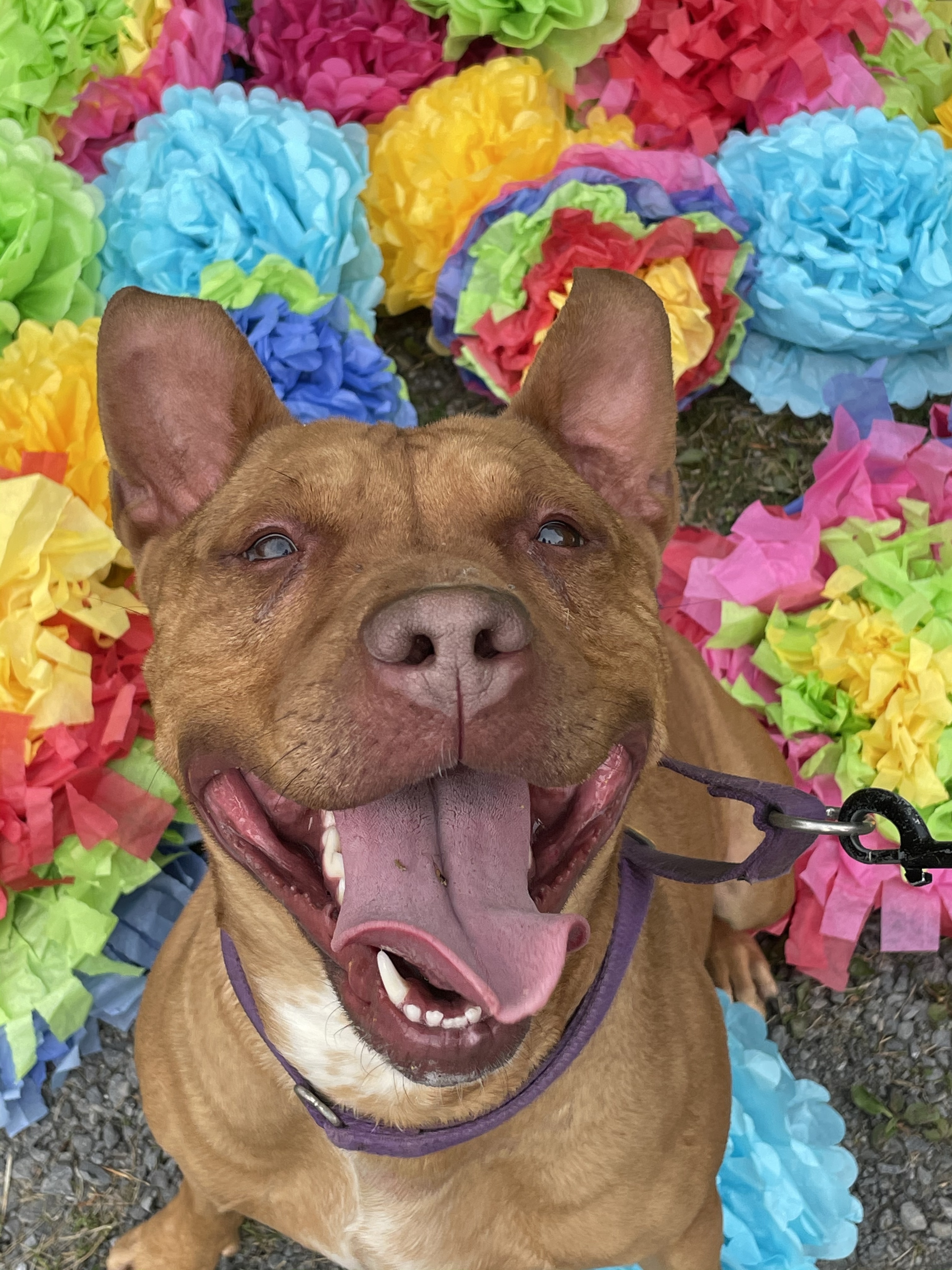 Enlarge GINGER ~ in a foster home, a Adopted Pit Bull Terrier in Grafton, WV image 3/6