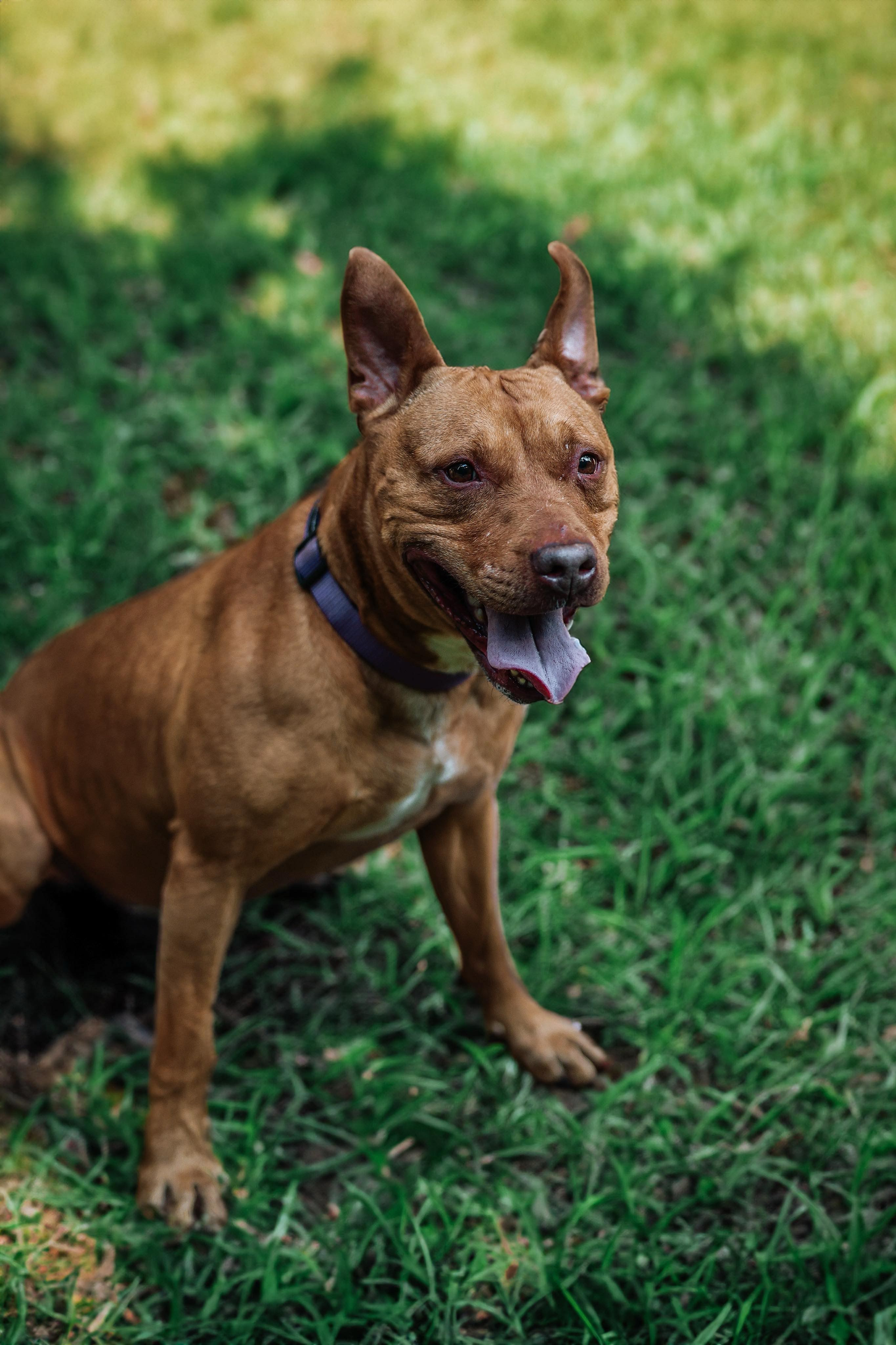 Enlarge GINGER ~ in a foster home, a Adopted Pit Bull Terrier in Grafton, WV image 6/6