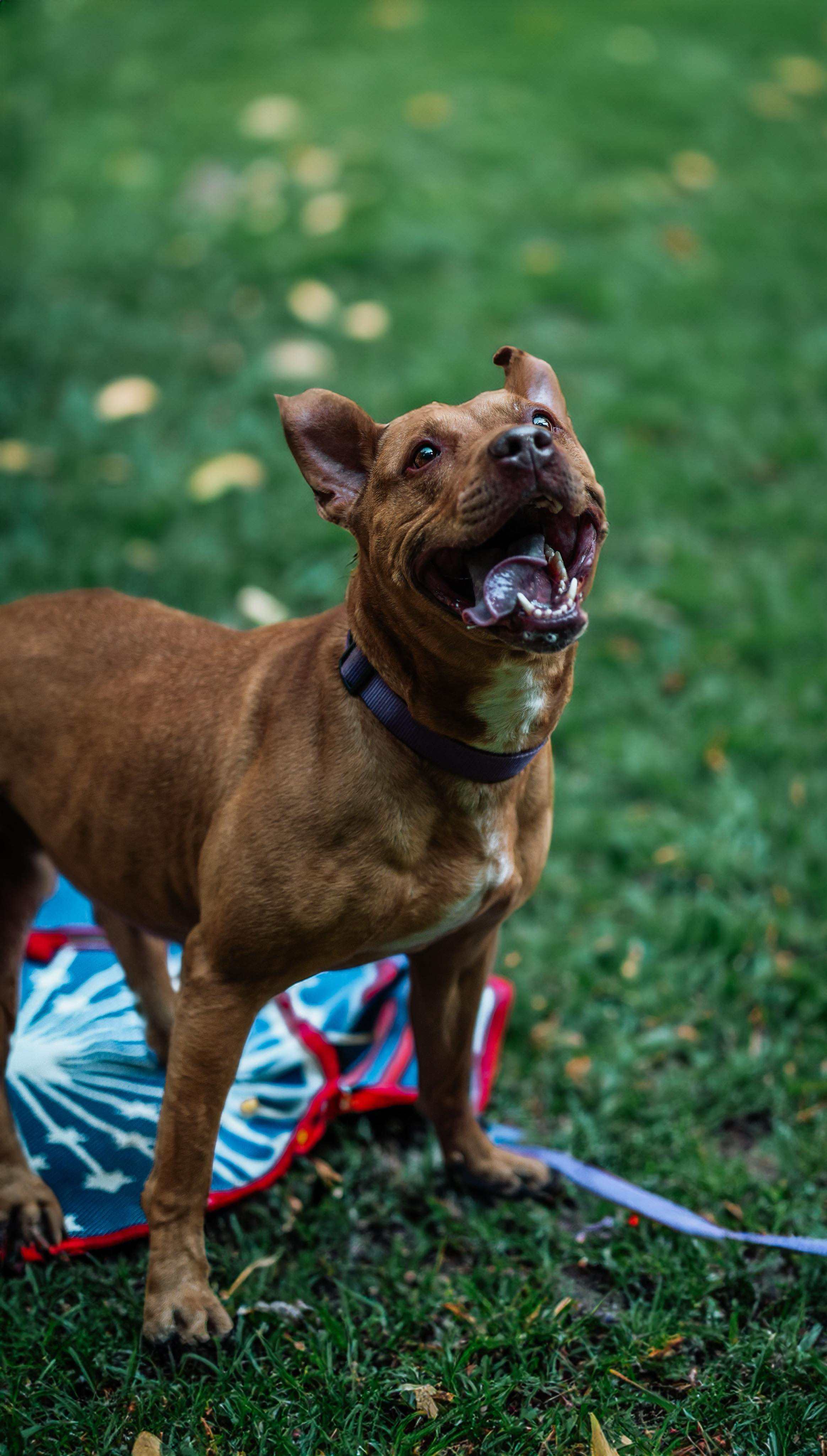 Enlarge GINGER ~ in a foster home, a Adopted Pit Bull Terrier in Grafton, WV image 1/6