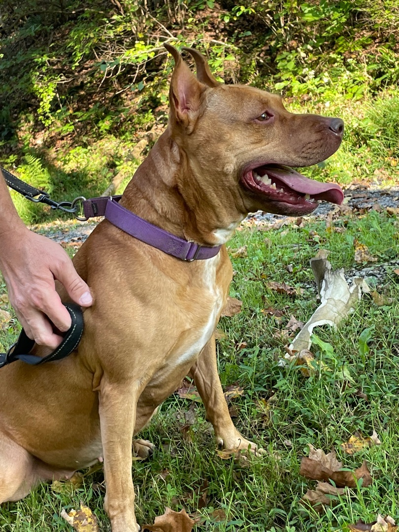 Enlarge GINGER ~ in a foster home, a Adopted Pit Bull Terrier in Grafton, WV image 4/6