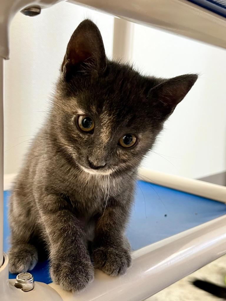 Shandy, Adoptable, Kitten Female Domestic Short Hair.