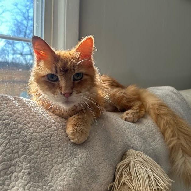 Ferdinand — thumbnail 2