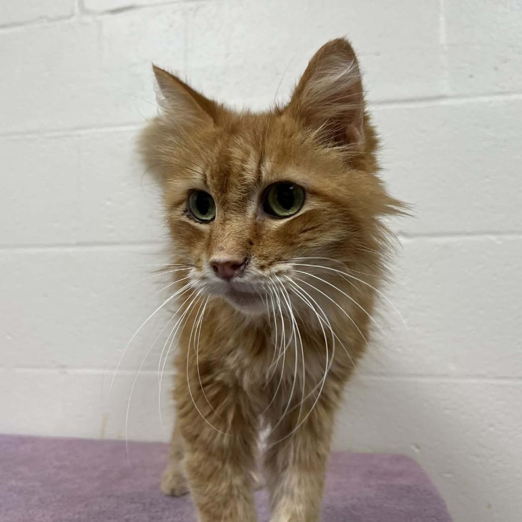 Ferdinand — thumbnail 3