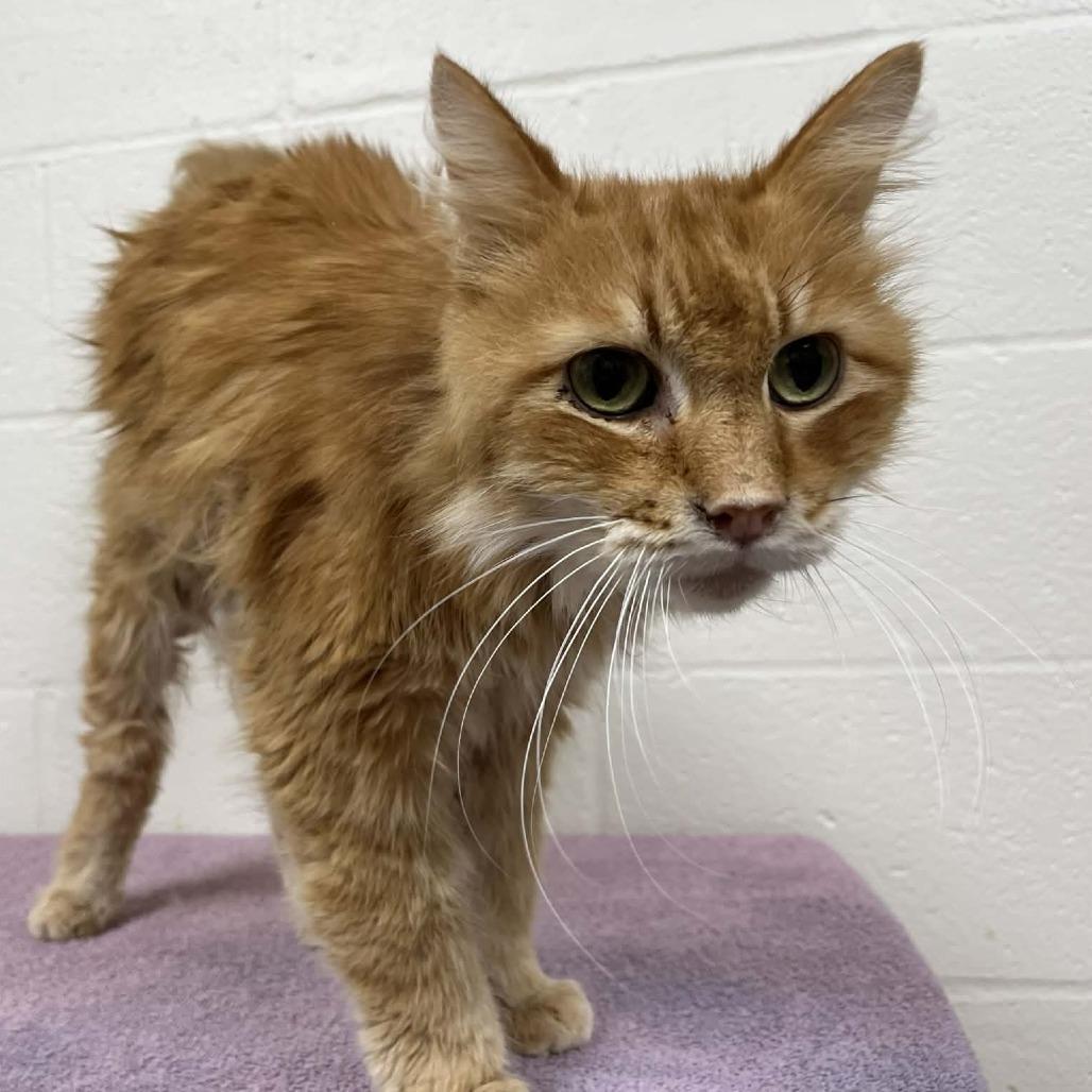 Ferdinand — thumbnail 5