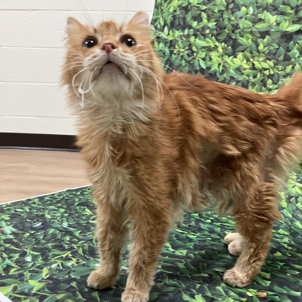 Ferdinand — thumbnail 6