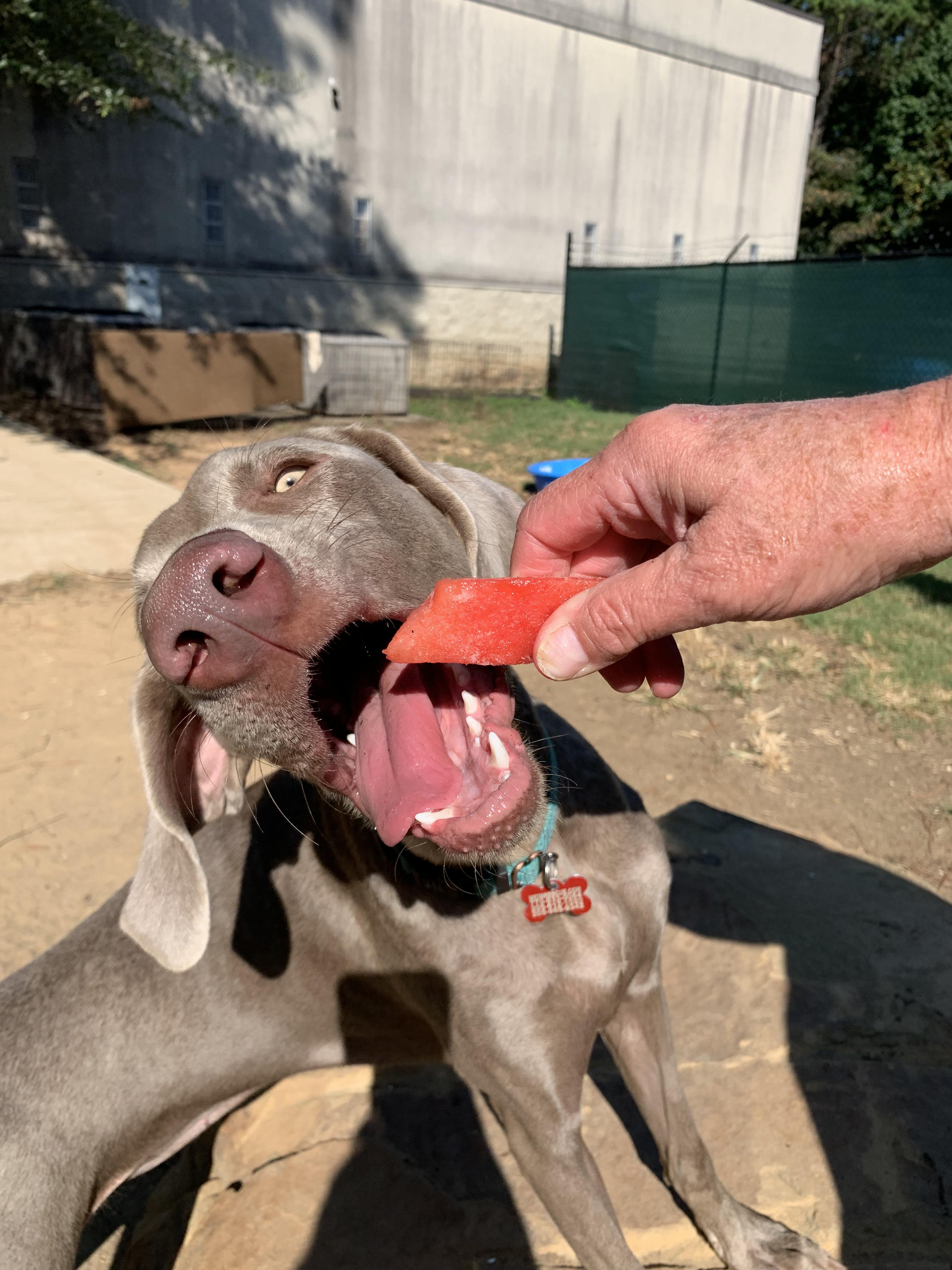 Enlarge Cici, a Adoptable Weimaraner in Birmingham, AL image 2/3