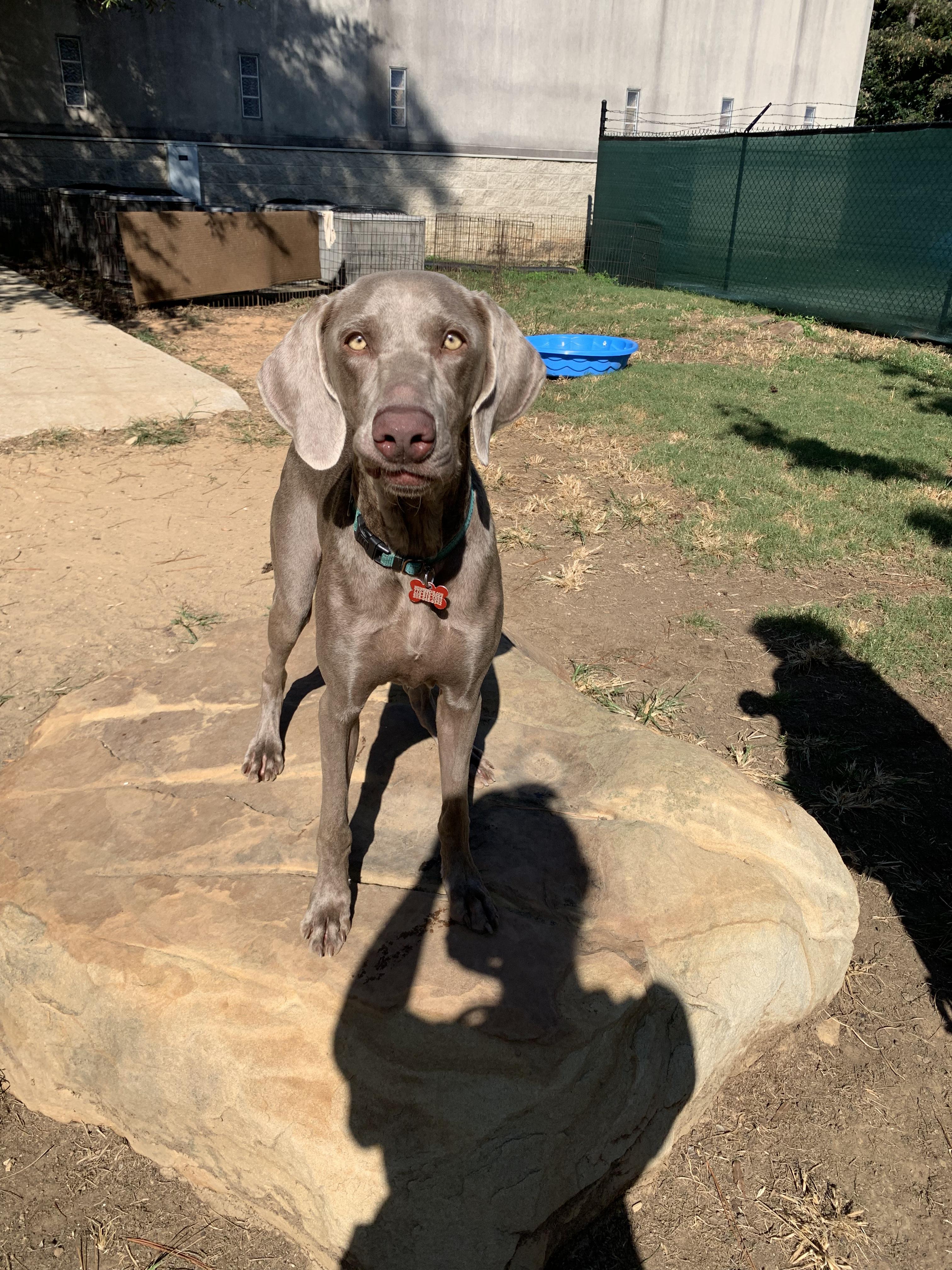 Enlarge Cici, a Adoptable Weimaraner in Birmingham, AL image 3/3