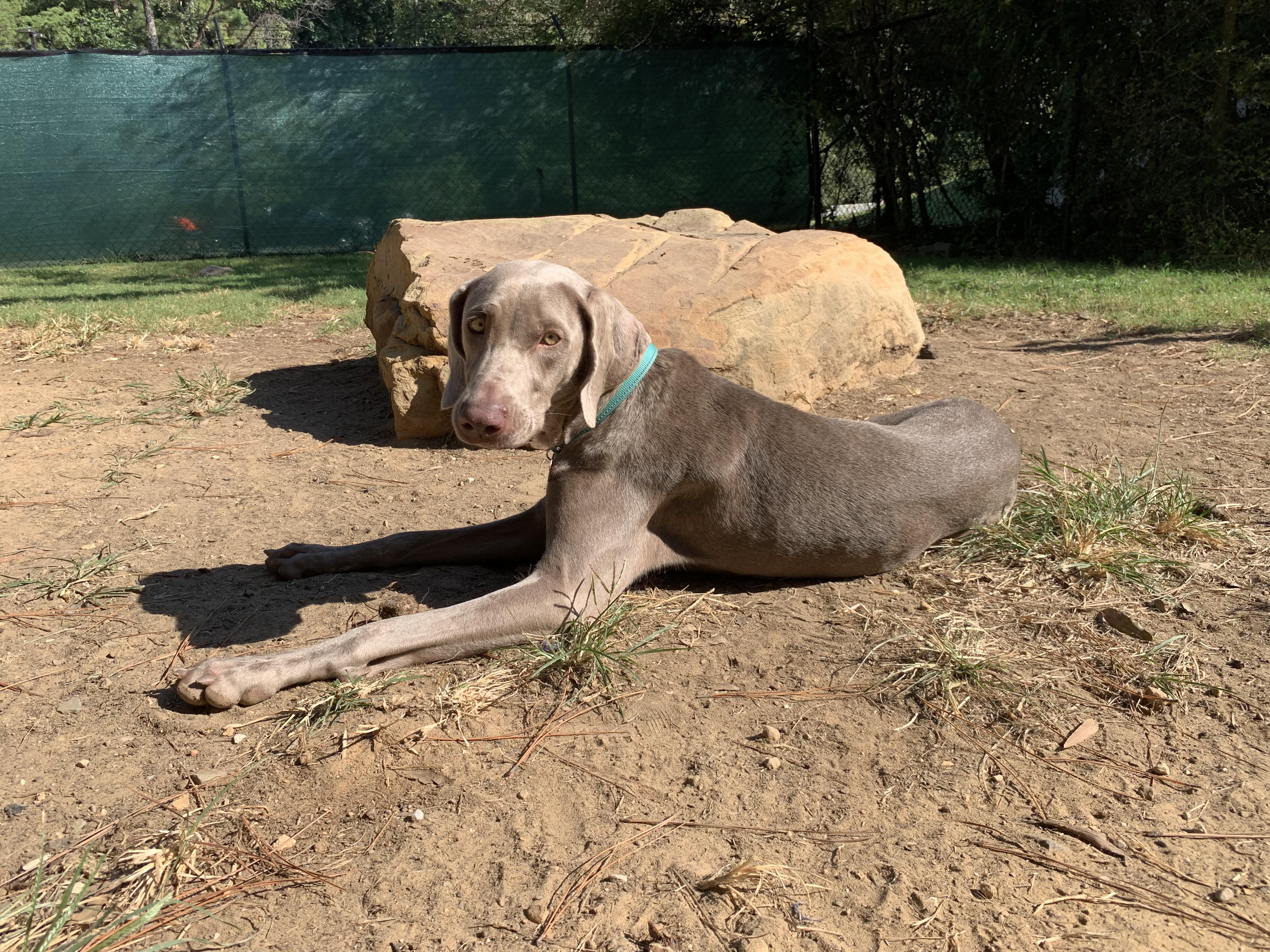 Cici, Adoptable, Young Female Weimaraner.